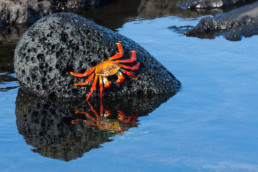 Red crab, Floreana, Galapagos Archipelago, Ecuador - #0283 - © Thomas Effinger