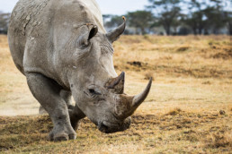 Rhino, Nakuru National Park, Kenia, Africa - #4896 - © Thomas Effinger